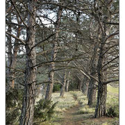 Sentier sur le plateau de la petite Crau