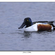 Canard Souchet (Pont de Gau)