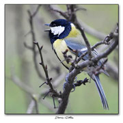 Mésange charbonnière