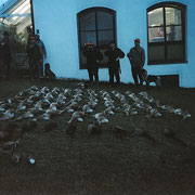 Treibjagd in meinem Revier 2002