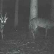 Rehbock in meiner Jagd 2012