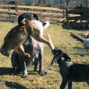 Nora vom Donaueck mit Yommi vom Donaueck 1998