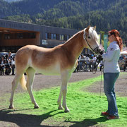 HEIDINA   Besitzer: Westreicher Marion, Pfunds