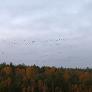 Nordische Wildgänse / Abflug vom Tagebaurestloch Heide (01.11.2016)