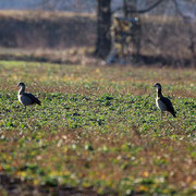 Nilgänse / Feld am Geierswalder See (31.12.2016)