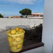 a nice neighbour brought us some lemons
