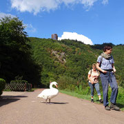 Begegnung mit dem Schwan