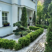 Vorgarten mit immergrünen Formgehölzen 1130 Wien