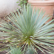 Yucca filamentosa in mediterranem Gastgarten