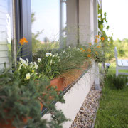 Fensterkisten mit duftiger Bepflanzung