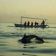 Dolphin watching in Lovina