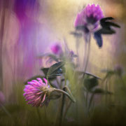 Klee Poesie