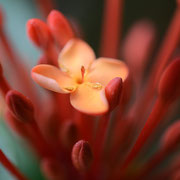 Rote Blüten im Gegenlicht