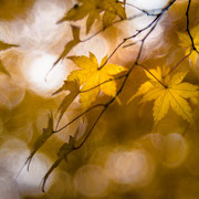 Goldenes Herbstlaub