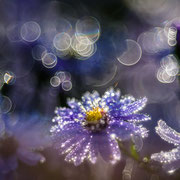 Blaue Blüten mit Morgentau