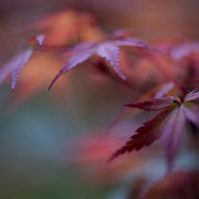 Herbstblatt in zarten violetten Farben