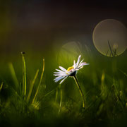 Gänseblümchen in der Dämmerung