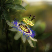 Stimmungsvolle Passionsblume 