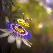 Passionsblume in voller Pracht