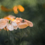 Zarte orange Blüten