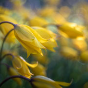Wilde Tulpen