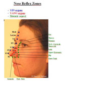 Nasenreflexzonen
