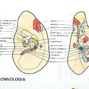 Ohrreflexzonen nach Bahr, innere Organe