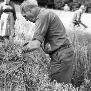 Wilhelm Belke-Bockheim beim Garben aufnehmen und binden