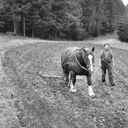 Josef Wiethoff beim Eggen