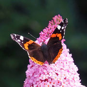 Schmetterling (Vanessa atalanta - Admiral)