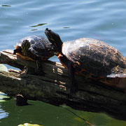 Gelbbauch Schmuckschildkröten