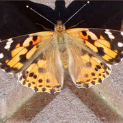 Schmetterling (Vanessa cardui - Distelfalter)