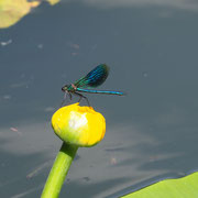 Libelle (Dragonfly)