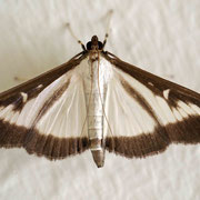 Ostasiatischer Kleinschmetterling (Cydalima perspectalis - Buchsbaumzünsler)