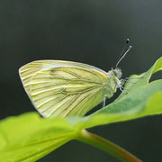 Schmetterling (Pieris napi - Rapsweissling)