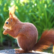 Eichhörnchen auf dem Friedhof