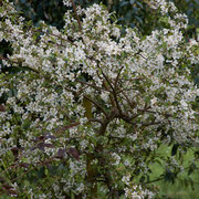 Baum in der Blüte