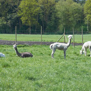 Alpakas auf der Weide