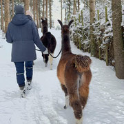 Lamas werden durch den Schnee geführt