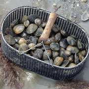 Imagirance- panier de palourdes
