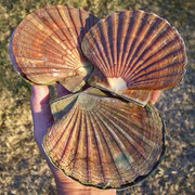 Imagirance- coquille saint Jacques