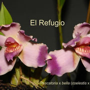 *Pescatoria x bella (P. coelestis x klabochiorum)