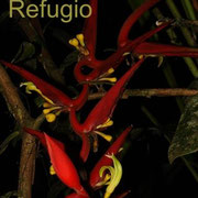 Heliconia bitacoana x burleana
