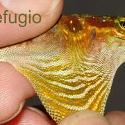 Anolis ventrimaculatus, male showing gular expansion