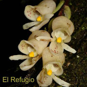 Schlimia trifida