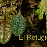Porroglossum eduardi, young leaves