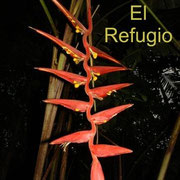 Heliconia mutisiana x burleana?