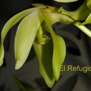 Sudamerlycaste jimenezii (holding a large nectar drop on the lip´s underside)