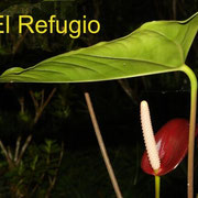 Hybrid No.1, between Anthurium "atricolor" and an unidentified Anthurium