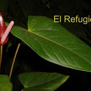 Hybrid No. 2, between Anthurium "atricolor" and an unidentified Anthurium